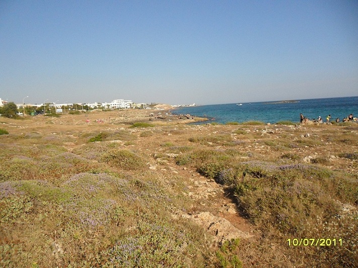 macchia mediterranea sulla scogliera fronte casa
